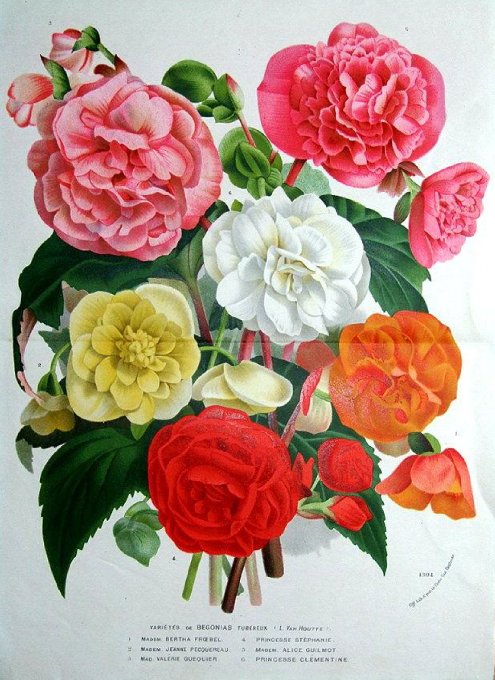 B. ‘Mme. Jeanne Pecquereau’